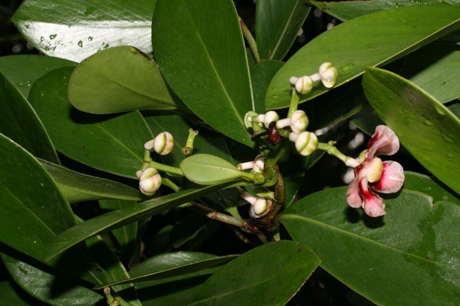 Clusiaceae Clusia croatii