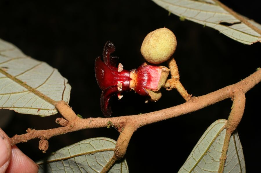 Byttneriaceae Theobroma mamosum