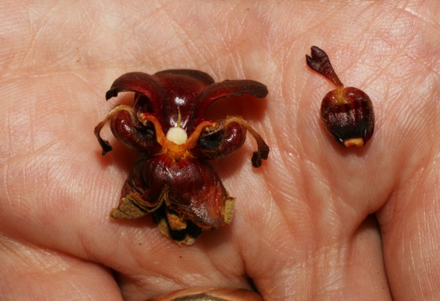 Byttneriaceae Theobroma mamosum