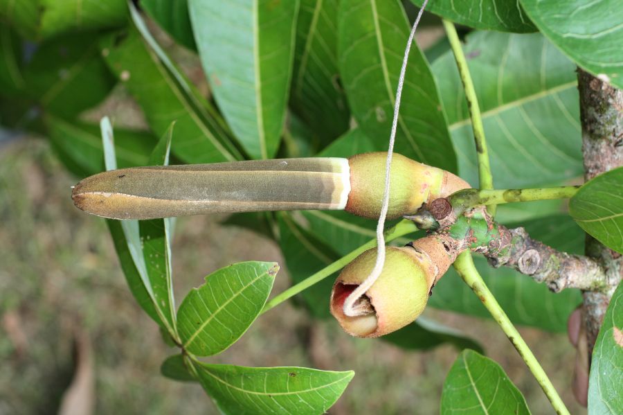 Bombacaceae Pachira aquatica