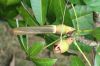 image of Pachira aquatica