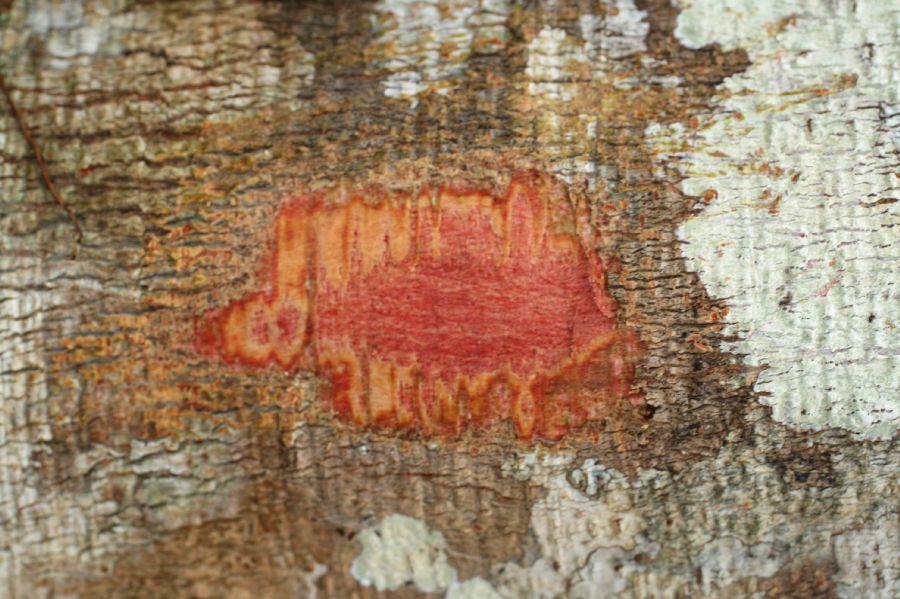 Fabaceae Pentaclethra macroloba