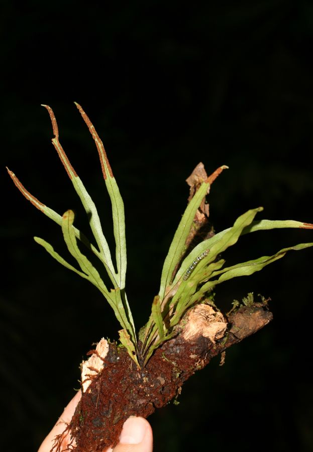 Polypodiaceae Pleopeltis christensenii