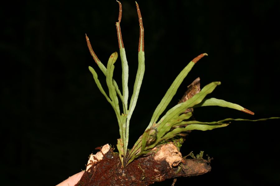Polypodiaceae Pleopeltis christensenii