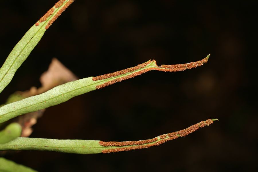 Polypodiaceae Pleopeltis christensenii