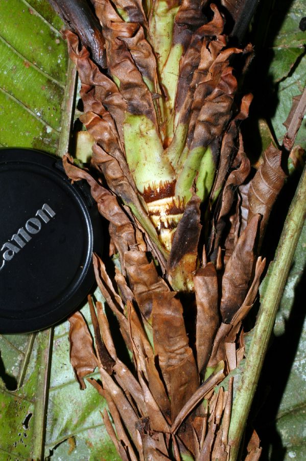 Ochnaceae Cespedesia spathulata