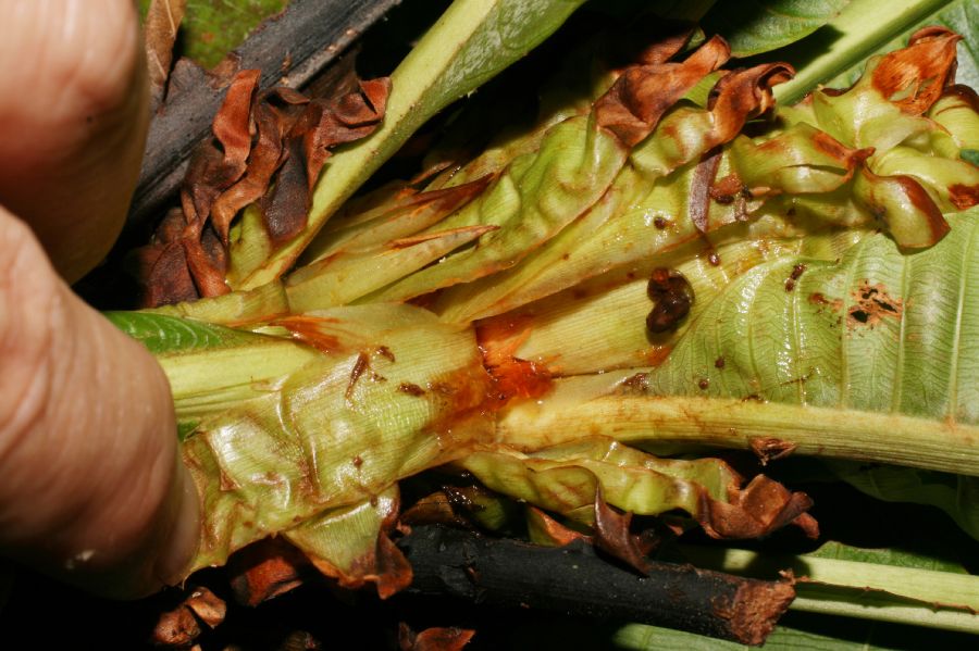 Ochnaceae Cespedesia spathulata