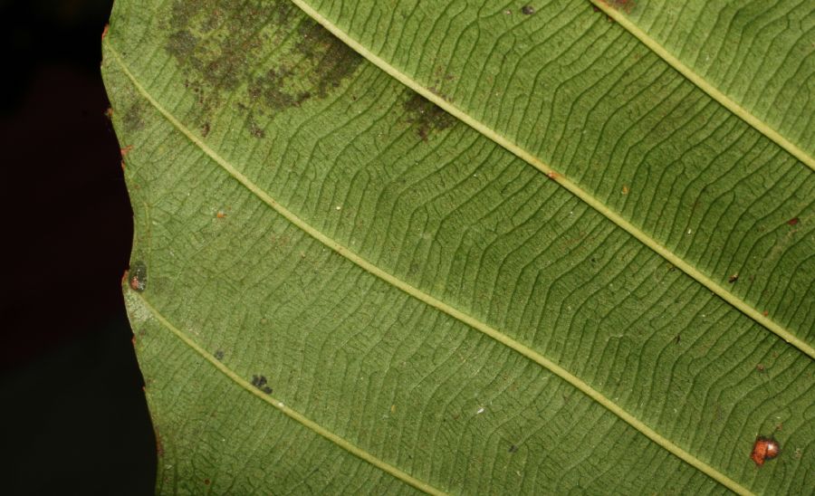 Ochnaceae Cespedesia spathulata