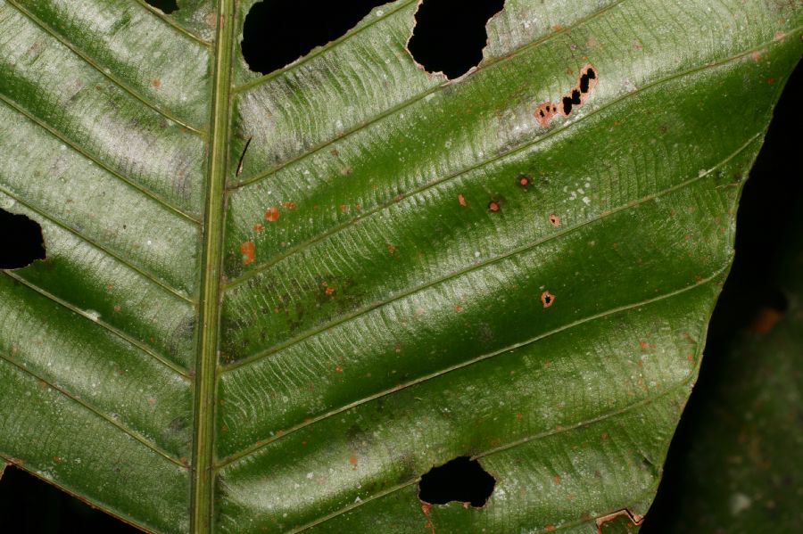 Ochnaceae Cespedesia spathulata