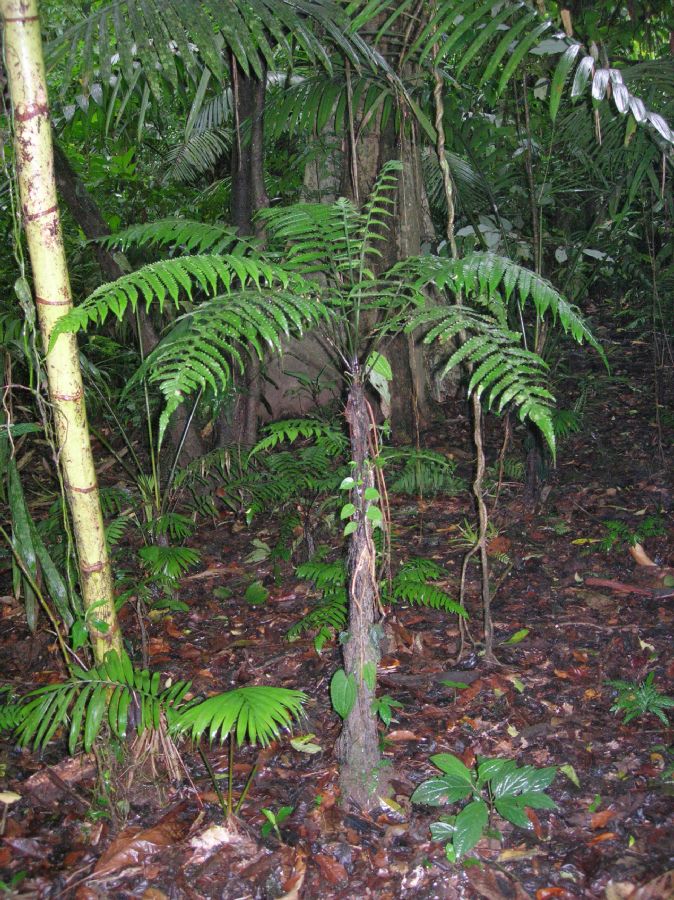 Athyriaceae Diplazium striatastrum