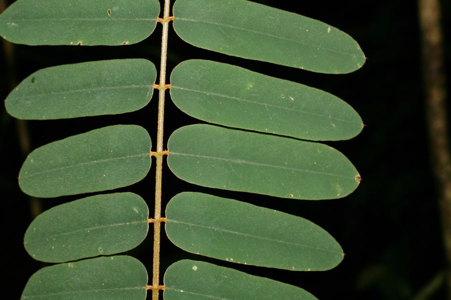 Fabaceae Hymenolobium mesoamericanum
