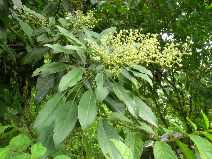 Araliaceae Oreopanax capitatus
