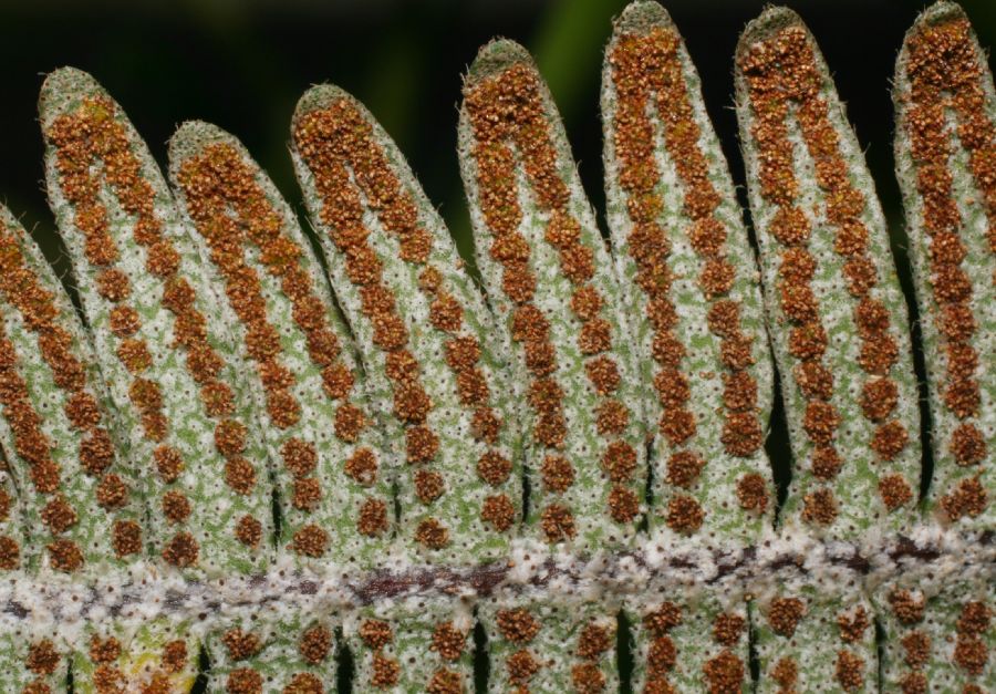 Polypodiaceae Pleopeltis furfuracea
