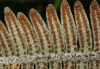 image of Pleopeltis furfuracea