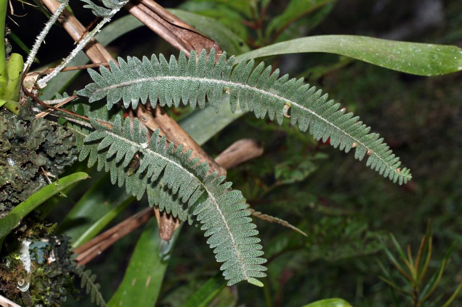 Polypodiaceae Pleopeltis furfuracea