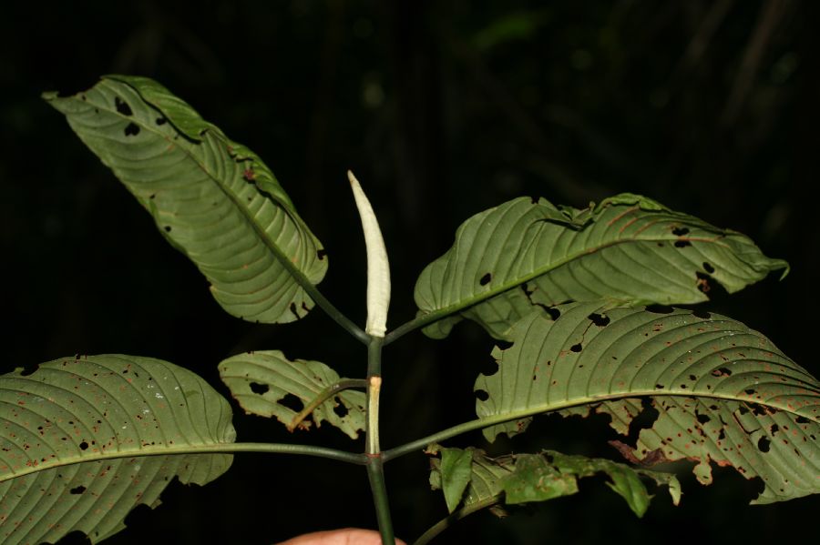 Rubiaceae Psychotria panamensis