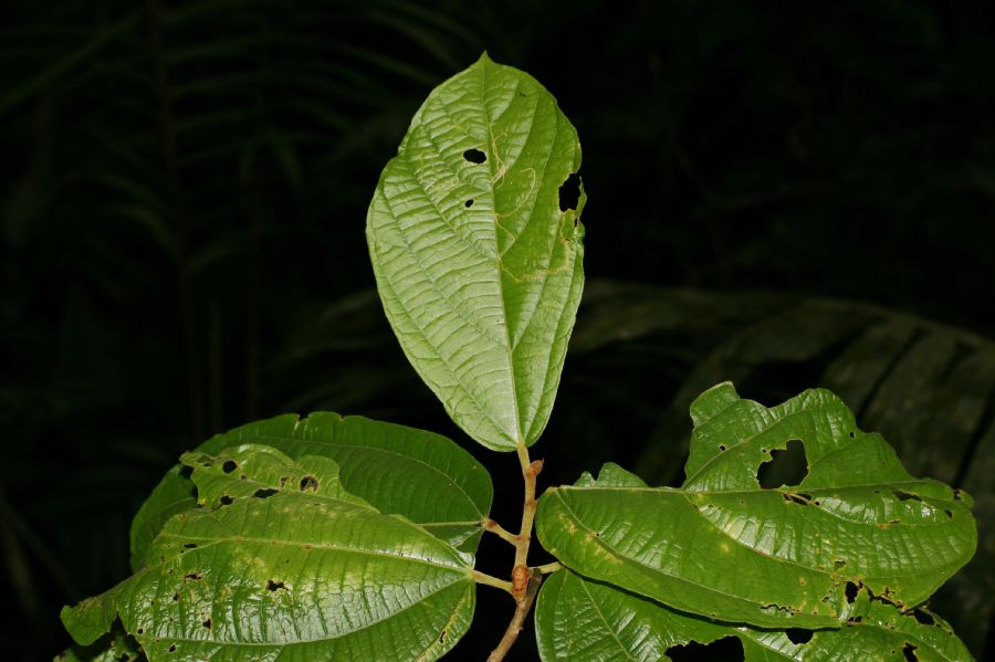 Bombacaceae Quararibea bracteolosa