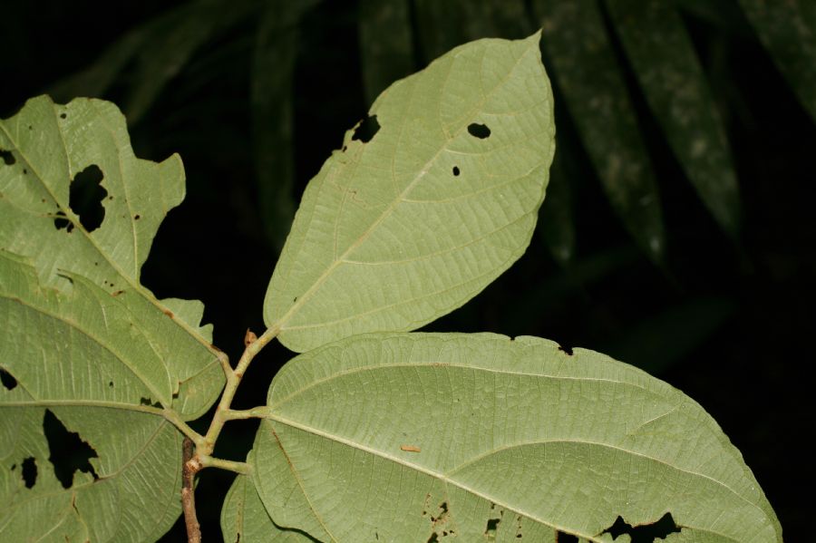 Bombacaceae Quararibea bracteolosa