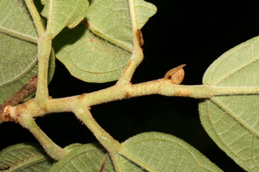 Bombacaceae Quararibea bracteolosa