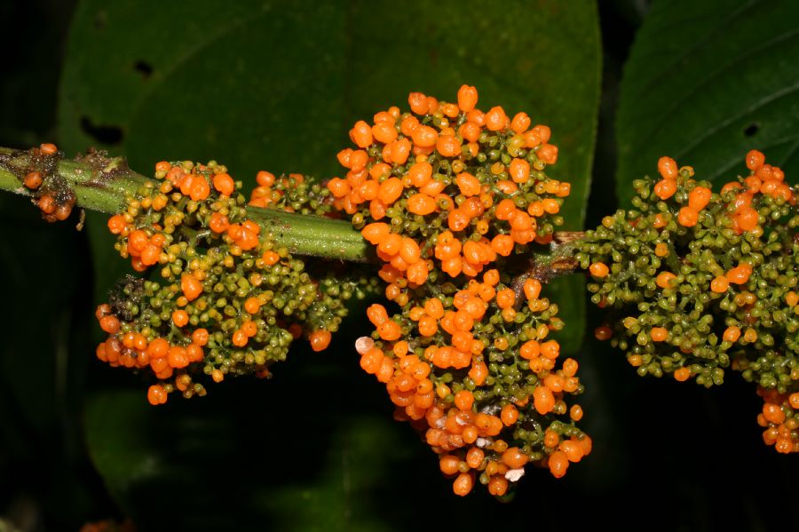 Urticaceae Urera rzedowskii