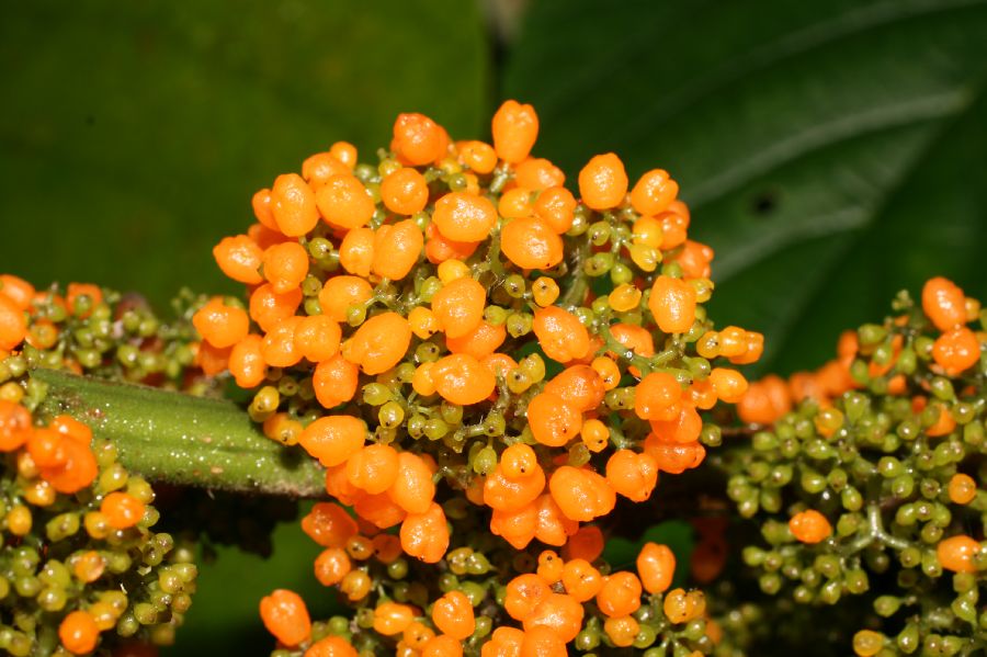 Urticaceae Urera rzedowskii