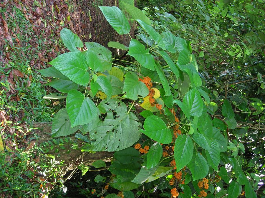 Urticaceae Urera rzedowskii