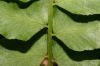 image of Hymenasplenium riparium