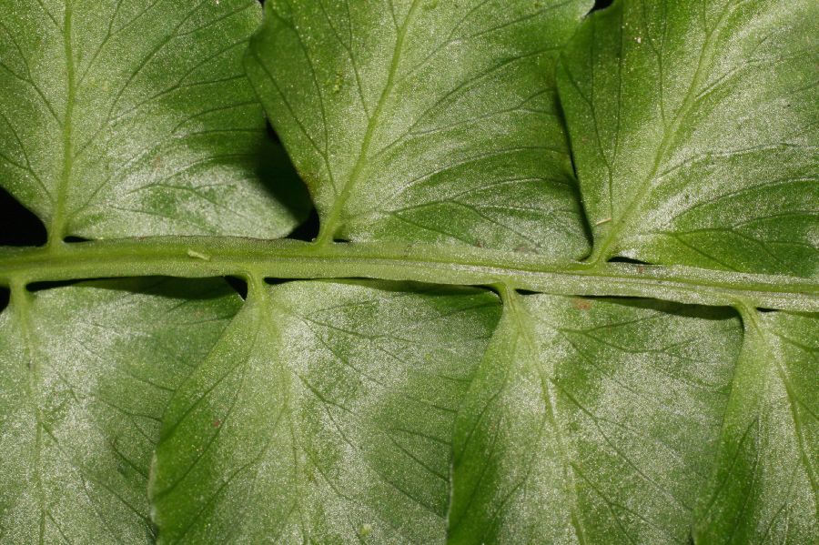 Aspleniaceae Hymenasplenium riparium
