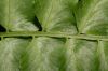 image of Hymenasplenium riparium