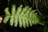 image of Hymenasplenium riparium
