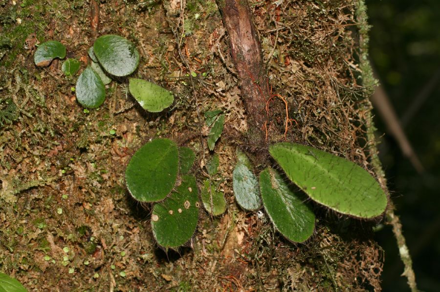 Dryopteridaceae Elaphoglossum crinitum