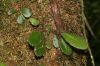 image of Elaphoglossum crinitum