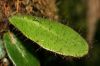 image of Elaphoglossum crinitum
