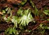 image of Hecistopteris pumila