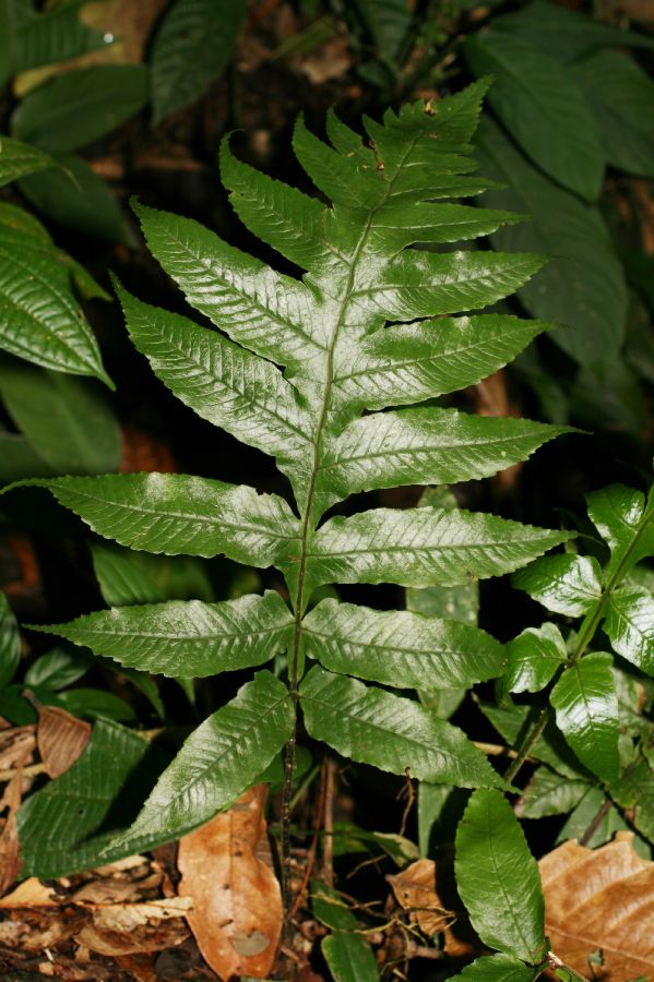 Dryopteridaceae Stigmatopteris heterophlebia