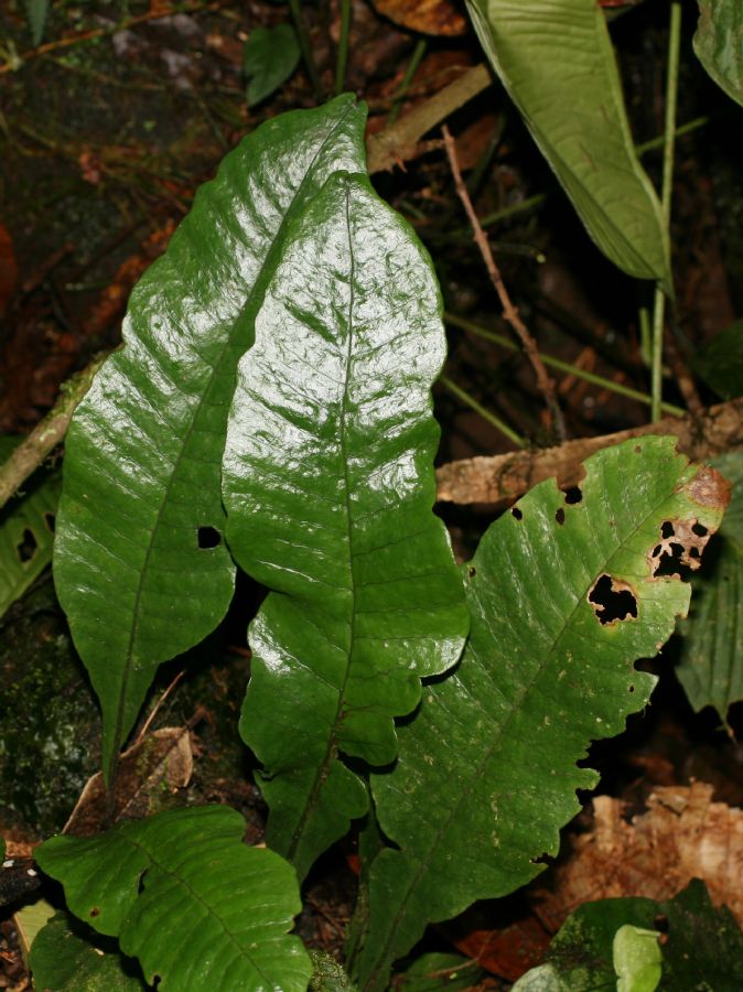 Lomariopsidaceae Dracoglossum plantagineum