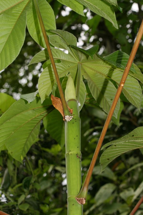 Urticaceae Cecropia insignis