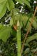 image of Cecropia insignis