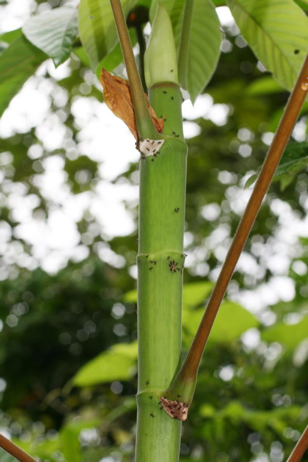 Urticaceae Cecropia insignis