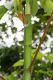 image of Cecropia insignis