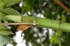 image of Cecropia insignis