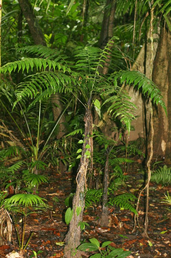 Athyriaceae Diplazium striatastrum