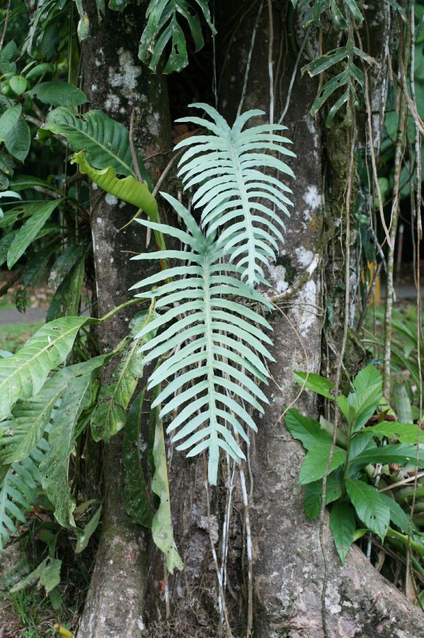 Polypodiaceae Phlebodium pseudoaureum