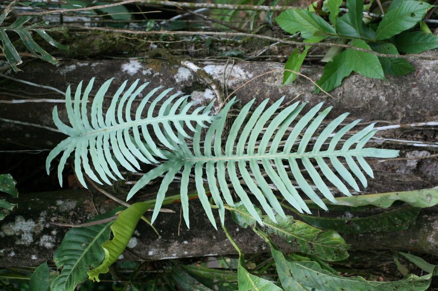 Polypodiaceae Phlebodium pseudoaureum
