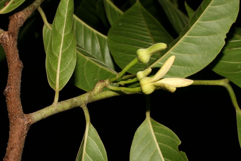 Annonaceae Annona 