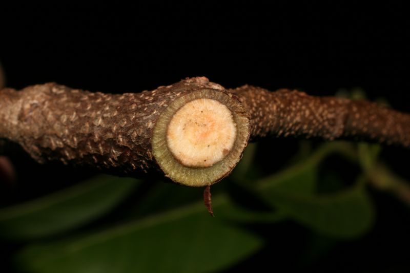 Annonaceae Annona 