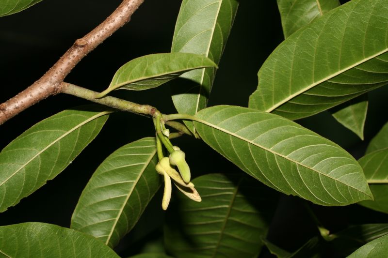 Annonaceae Annona 