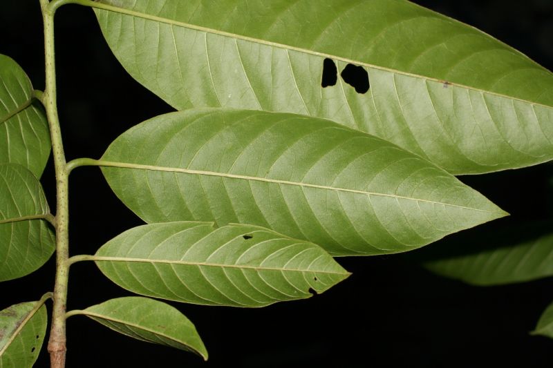 Annonaceae Annona 