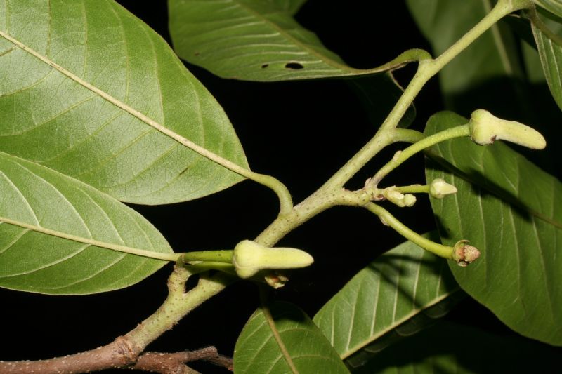 Annonaceae Annona 