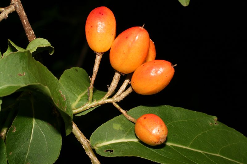 Salicaceae Casearia corymbosa